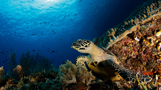 Rekomendasi Spot Diving Terbaik di Raja Ampat